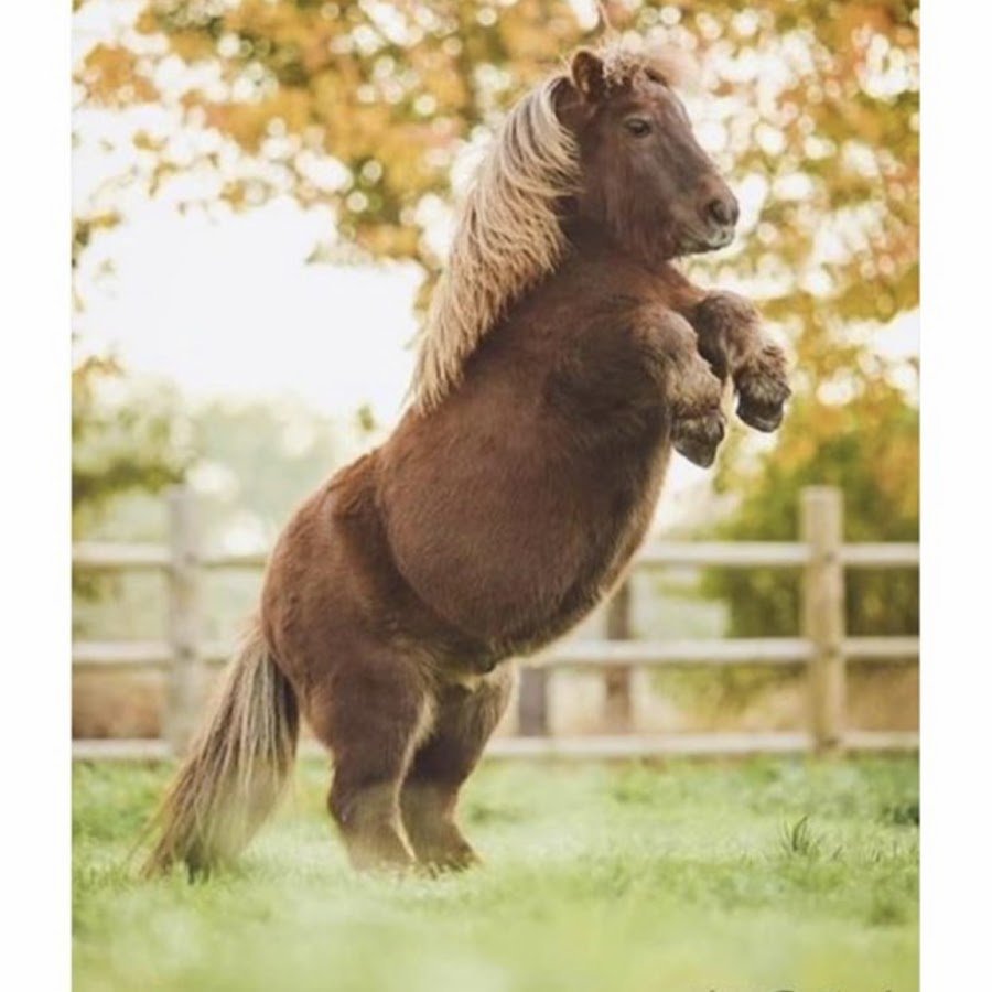 Жеребец Литтл Пампкин