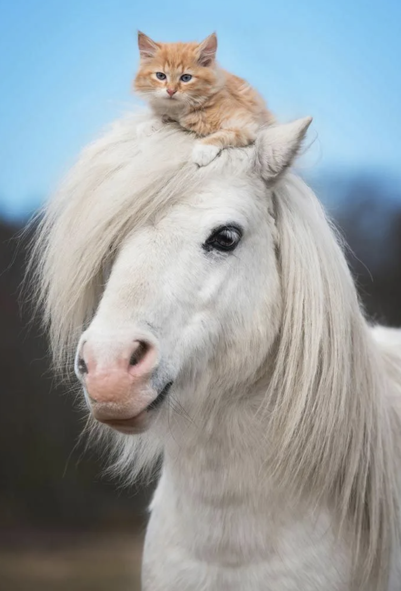 Маленькие лошадки