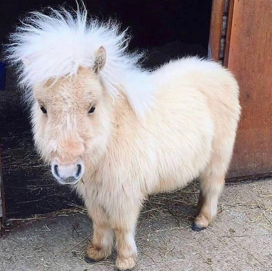 Мини шетлендский пони