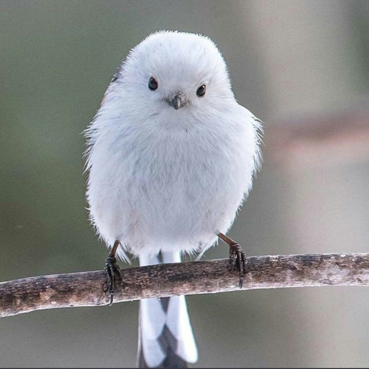 Японская длиннохвостая синица