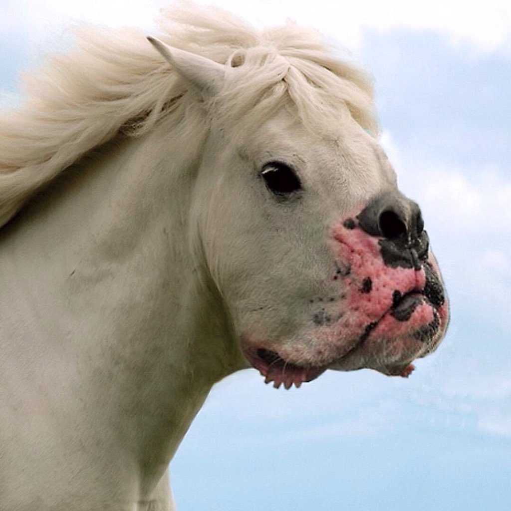 Уродливая лошадь