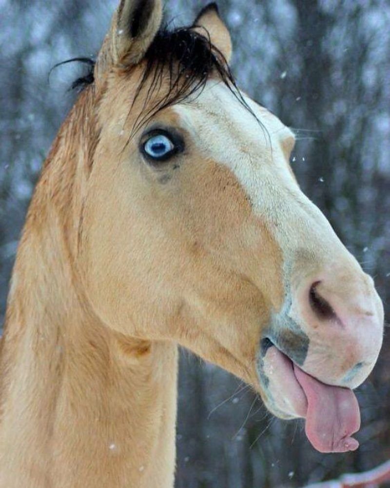 Голубоглазая лошадь