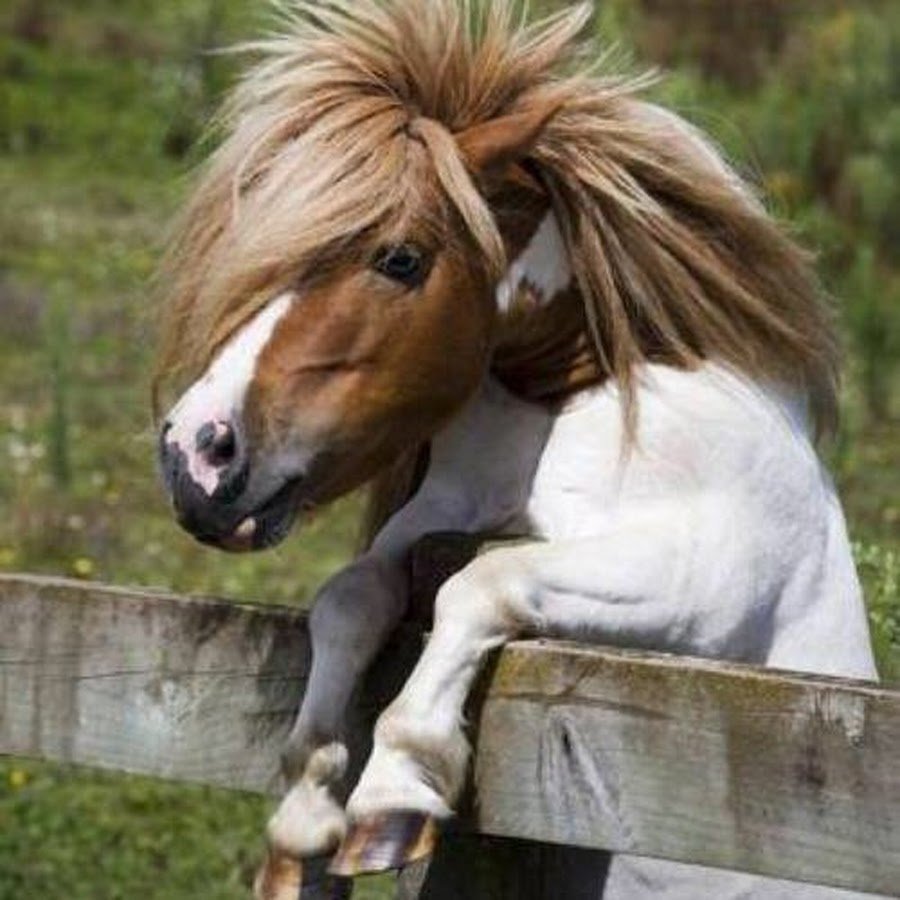 Смешные пони