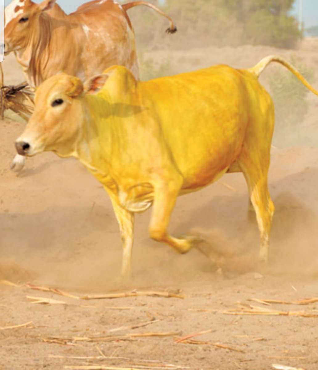 Желтые пятна коровы