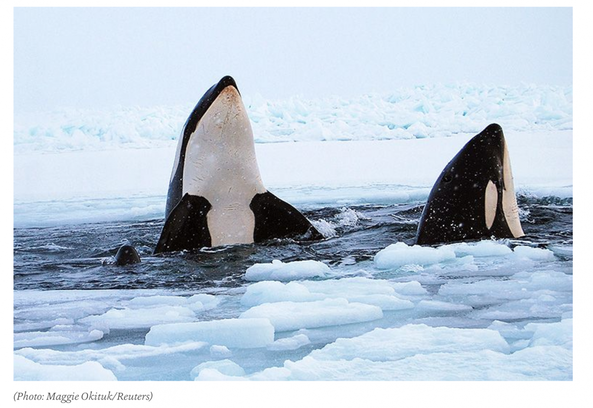 Смешные касатки