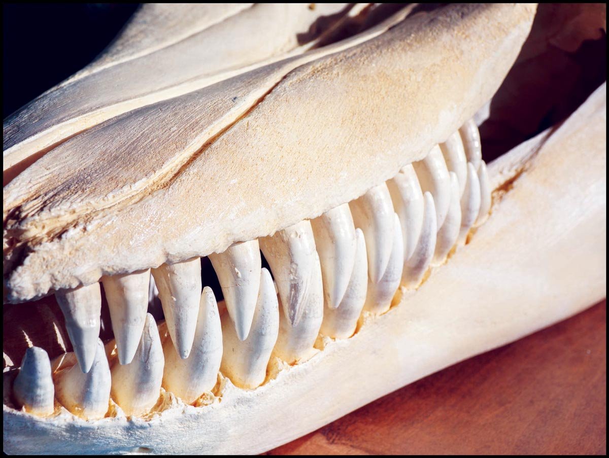 Обои на рабочий стол касатки