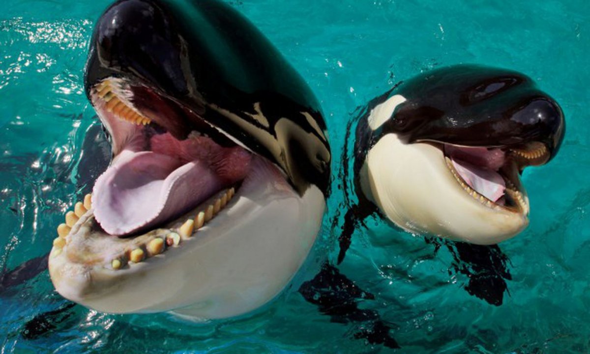 Челюсть касатки