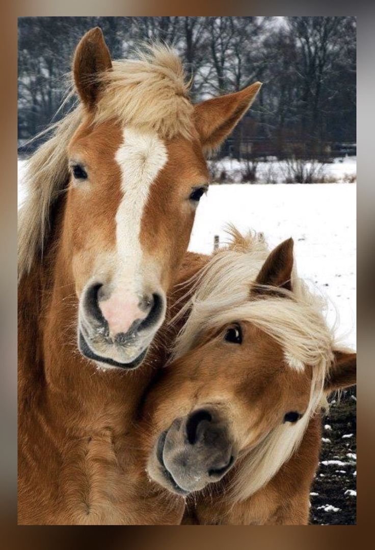 Забавные лошадки