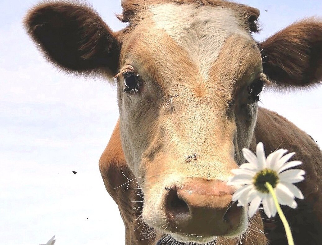 Телка корова