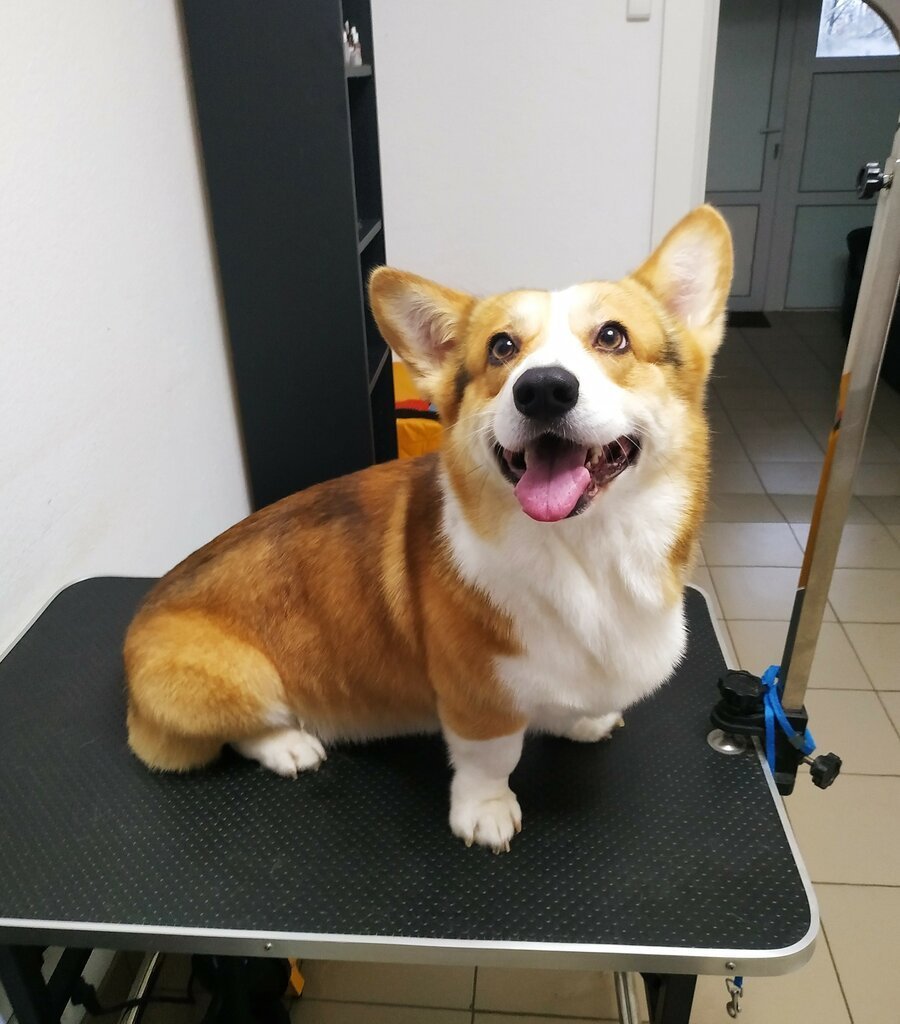 Корги Бенджамин