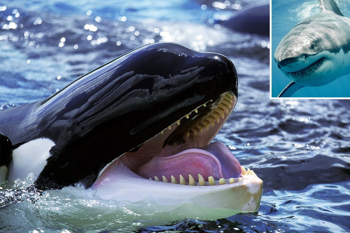 Кит Касатка белая