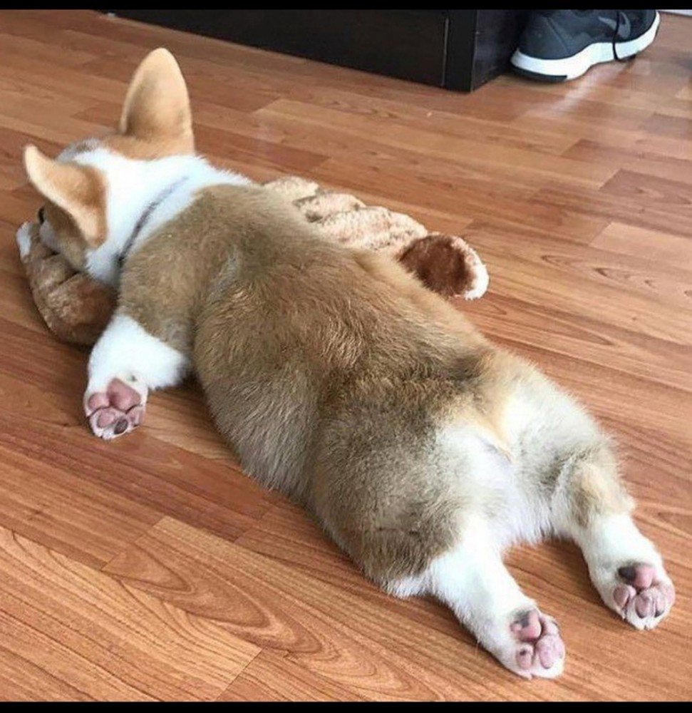 Груминг корги