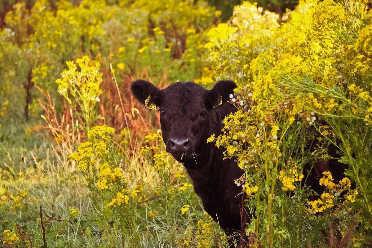 Сидячая корова