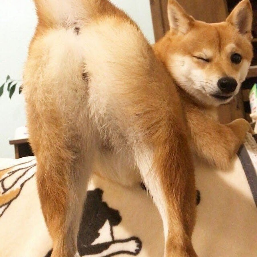 Вельш корги Мерлен