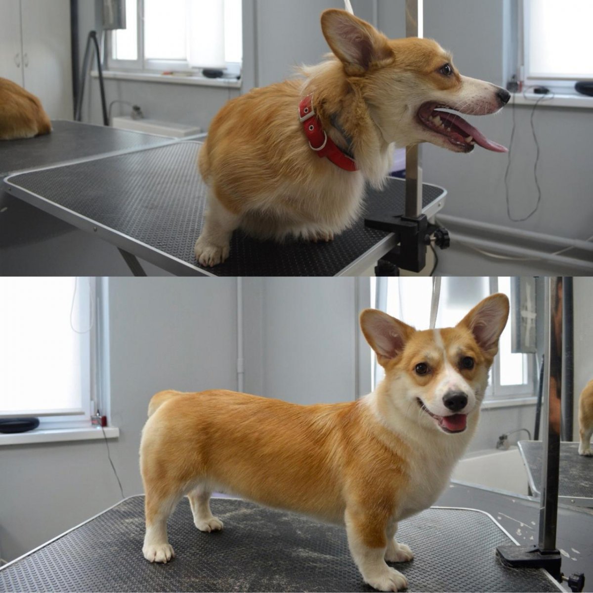 Груминг корги пемброк