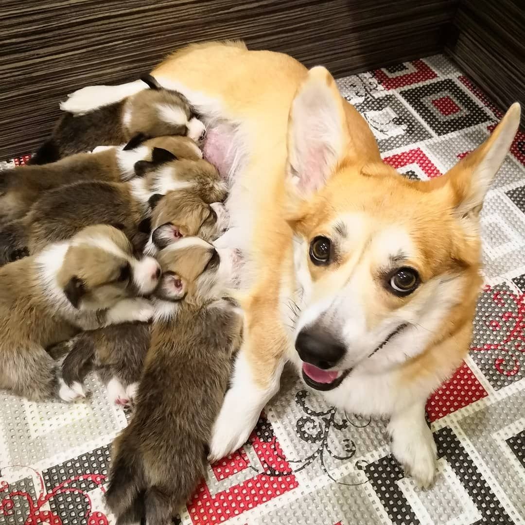 Доброе утро корги