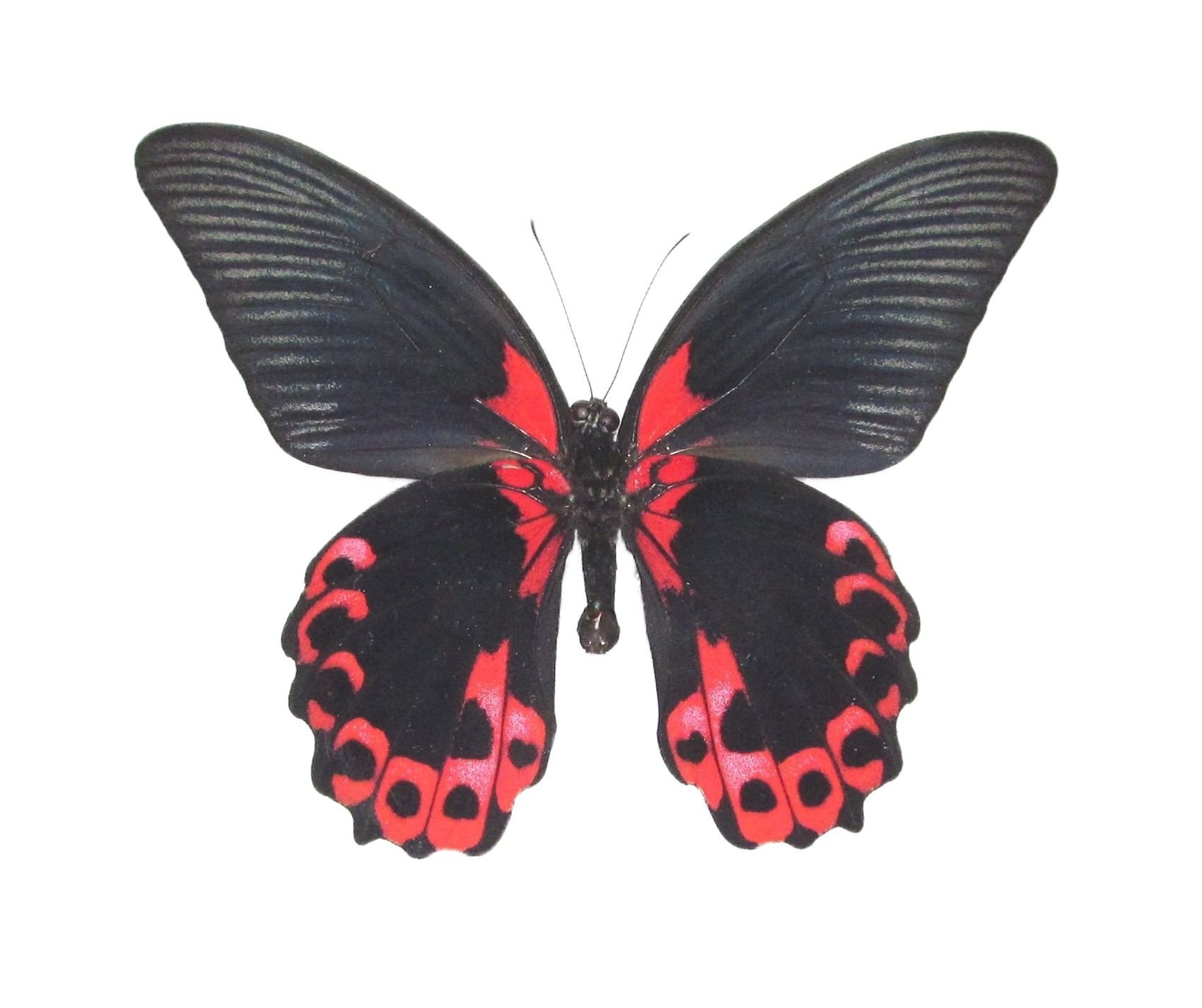 Бабочка черная купить. Papilio Rumanzovia бабочка. Парусник Румянцева (Papilio Rumanzovia). Папилио Руманзовия бабочка. Papilio Troilus бабочка.