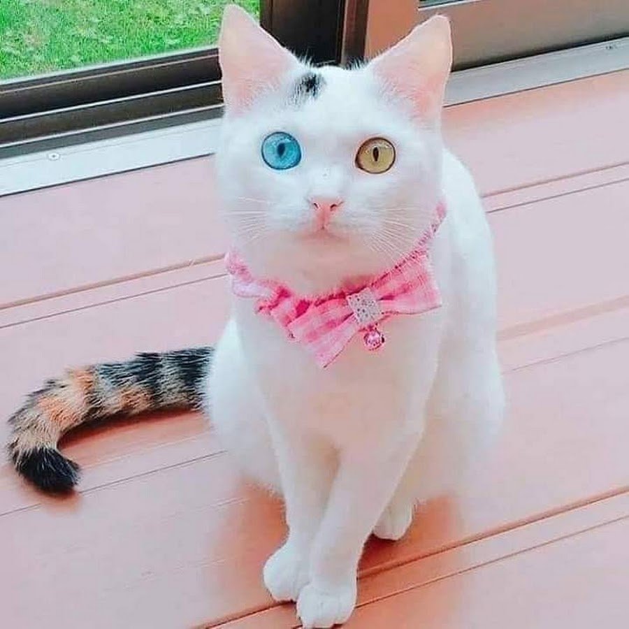 Корейские кошки