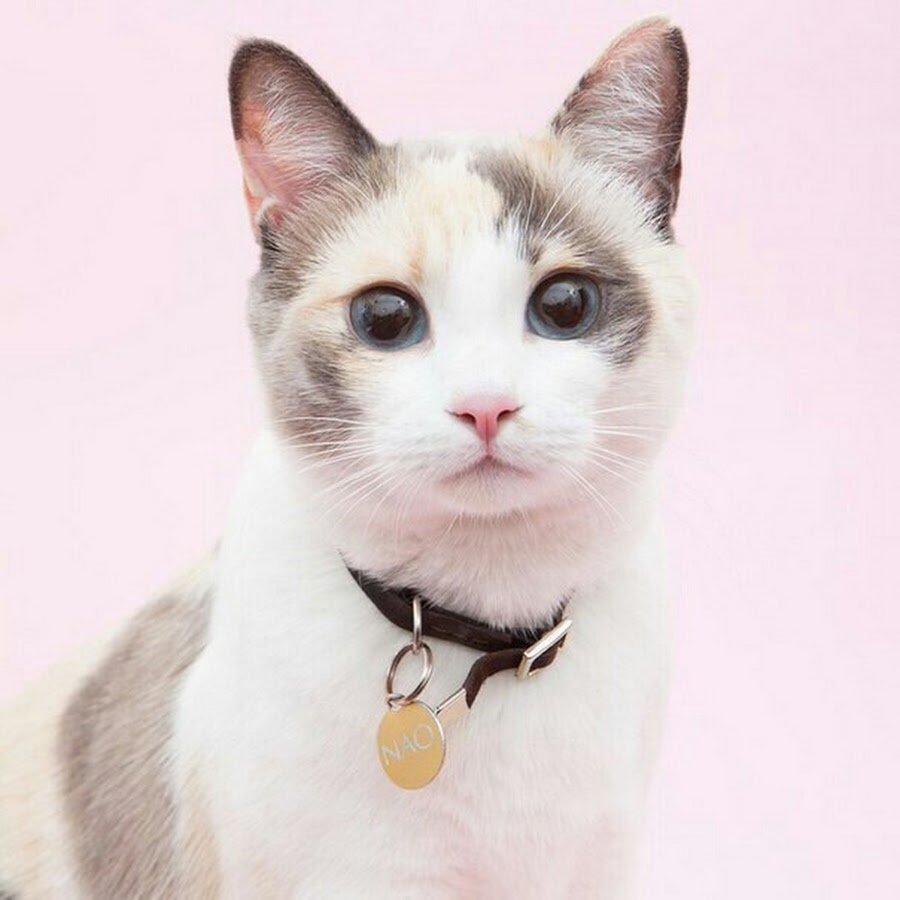 Корейские кошки милые