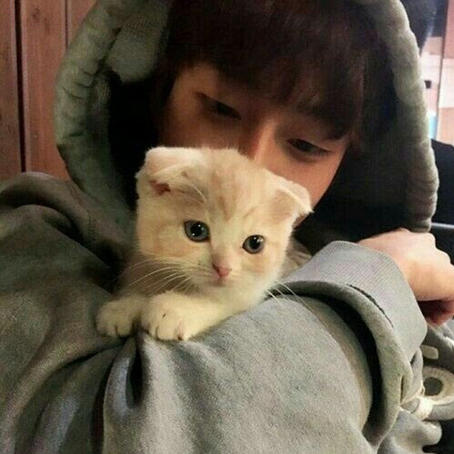 Корейские парни с котиками