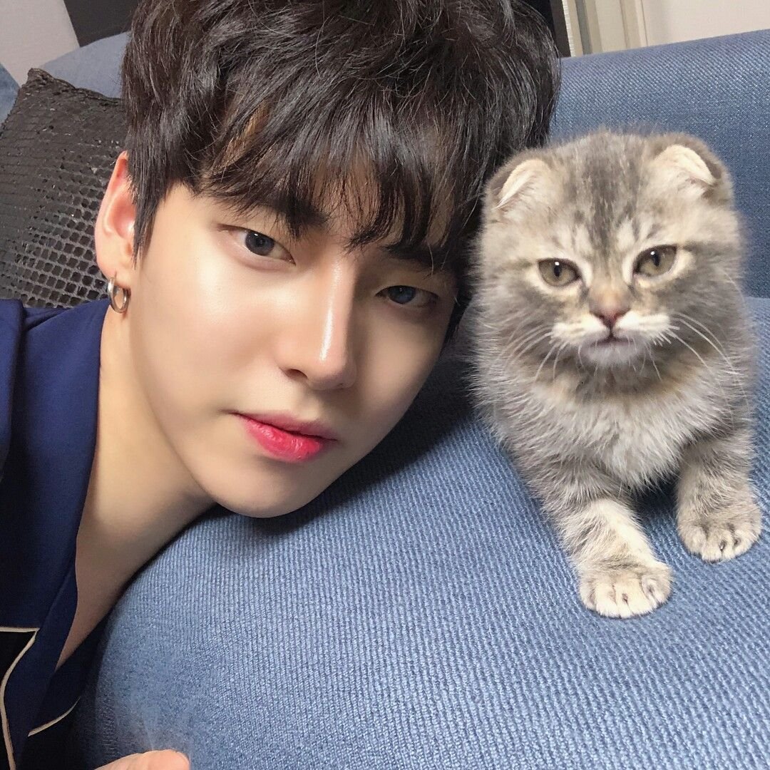 Котята Корея