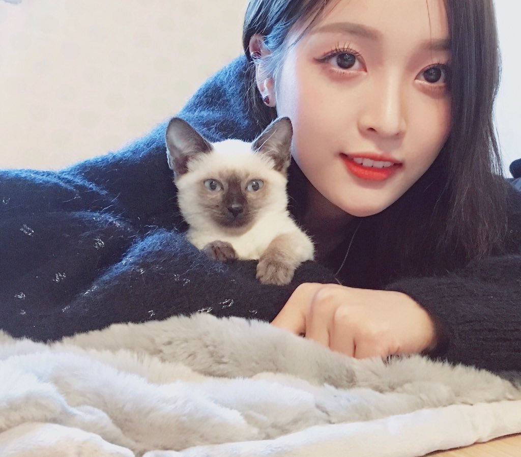 Корейские кошки