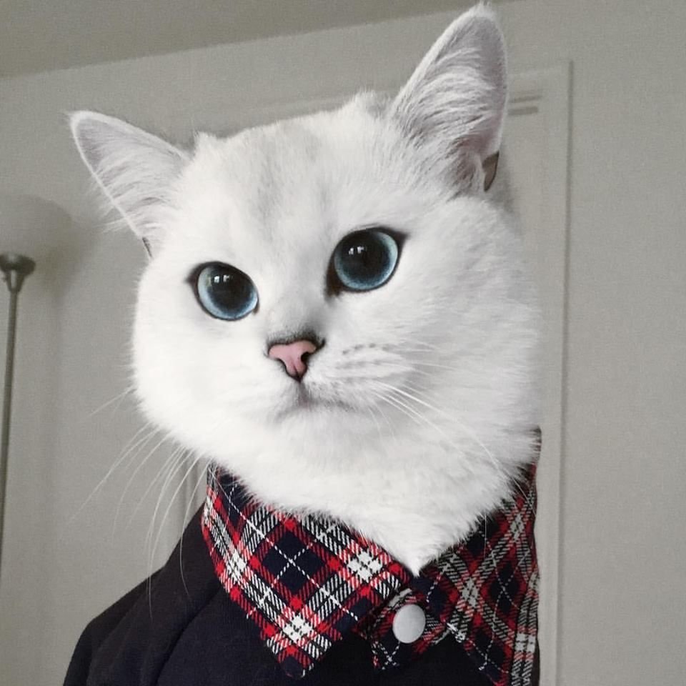 Британский короткошёрстный кот Коби