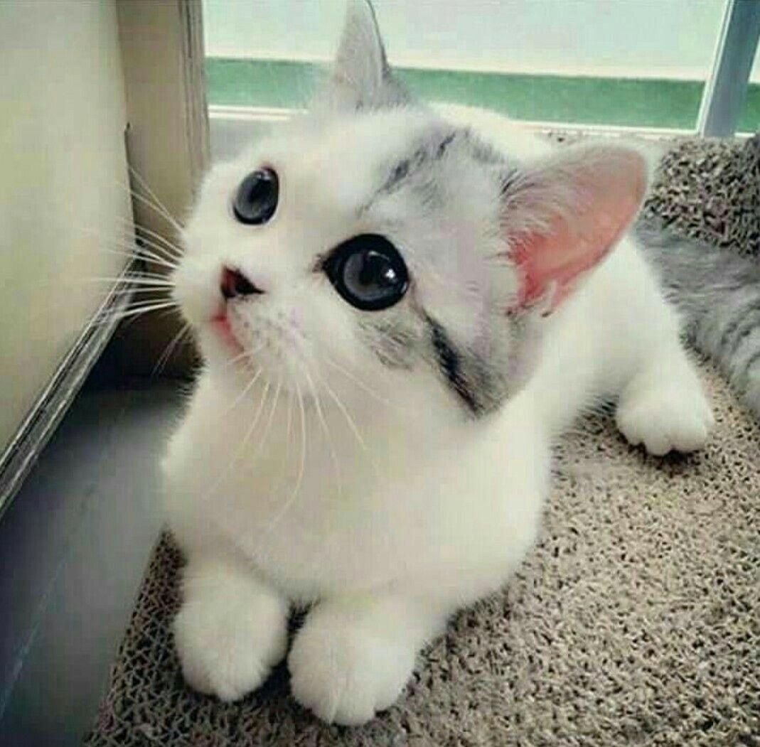 Милые котики