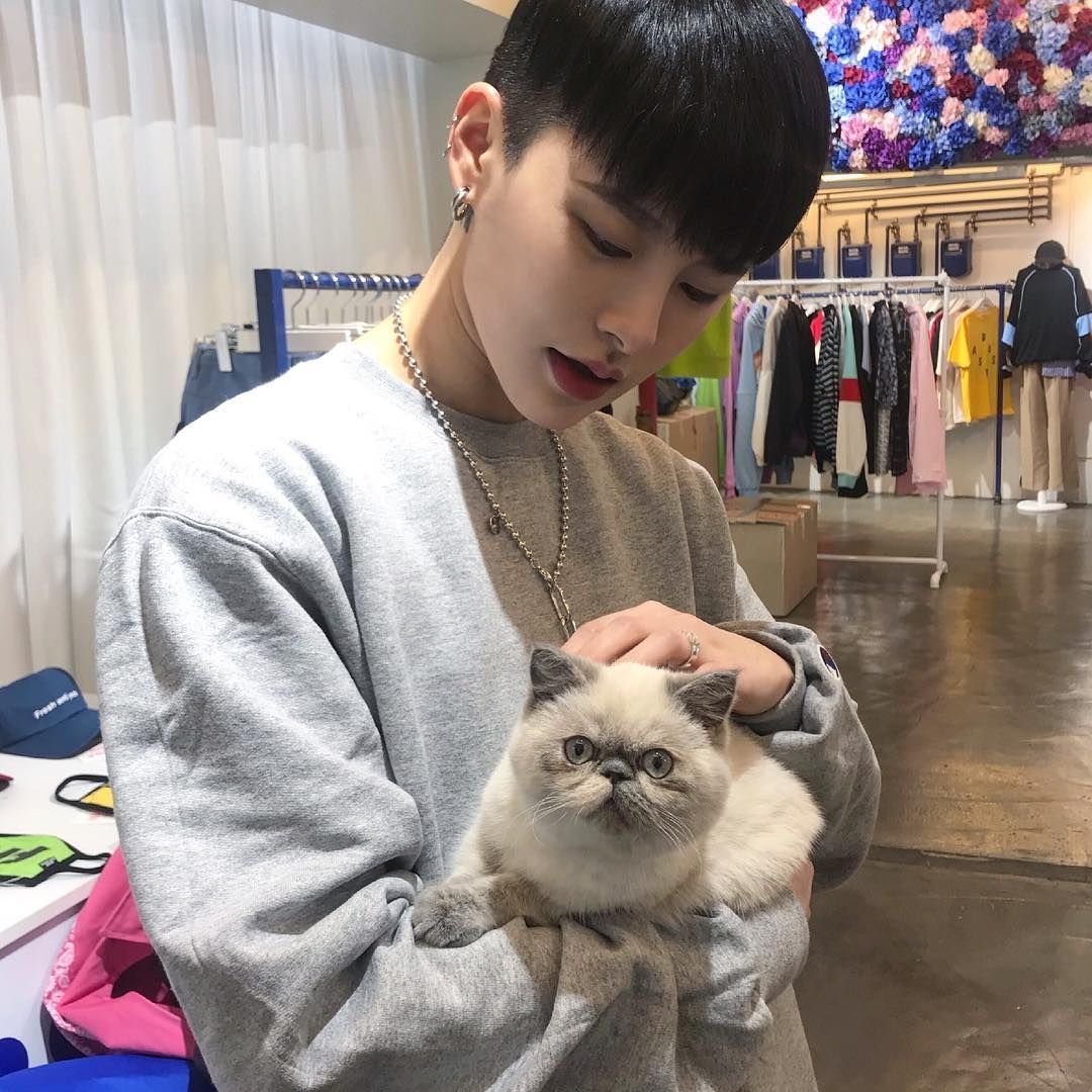 Корейские коты