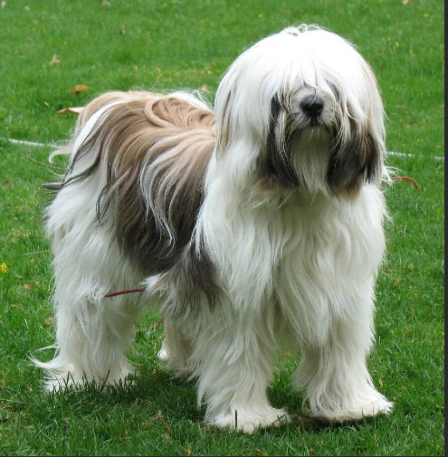 Тибетский терьер