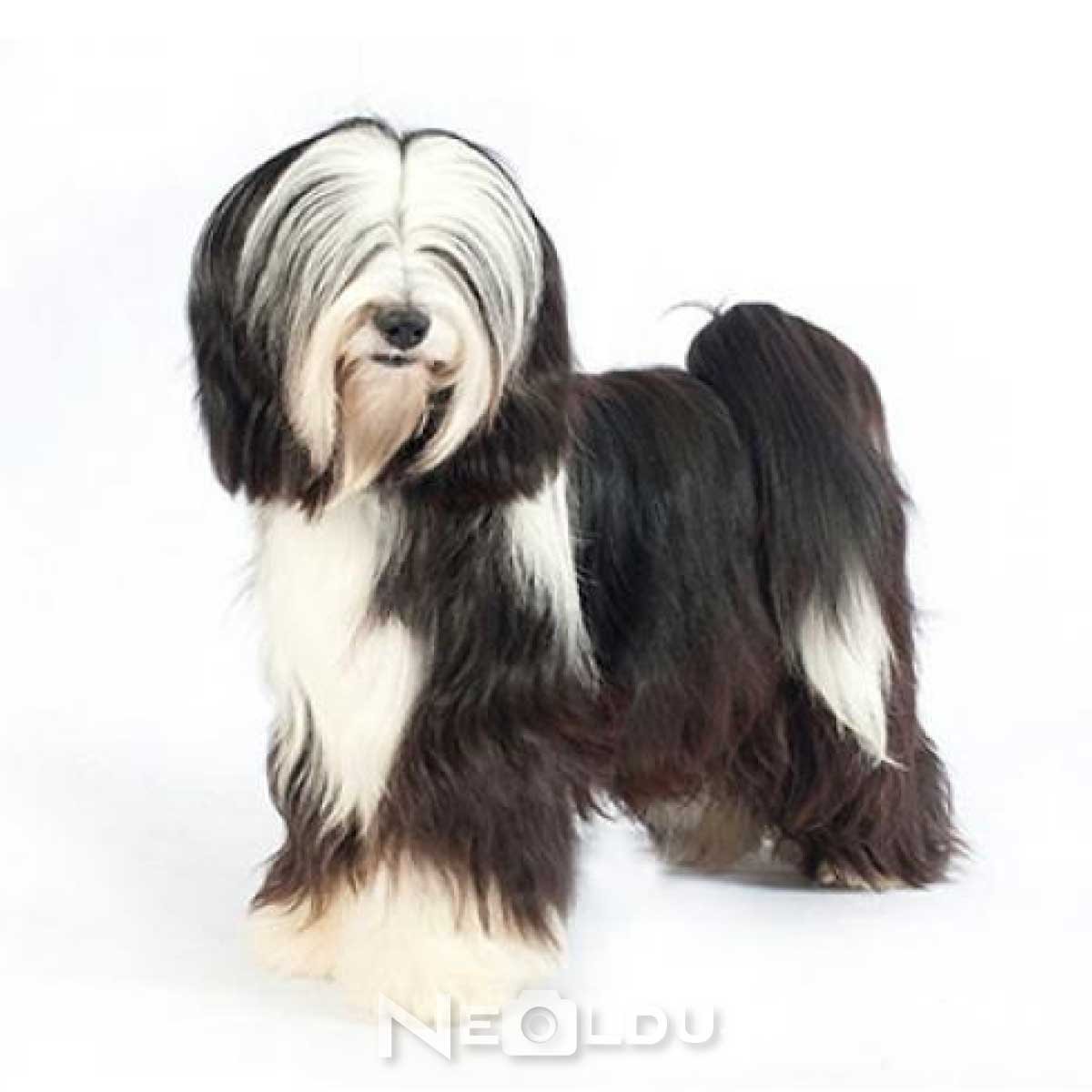 Лхасский терьер Апсо