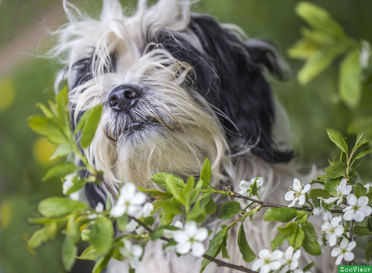Тибетский терьер на белом фоне