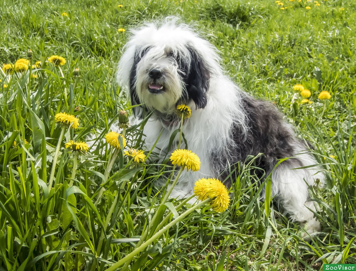 Тибетский терьер Портос