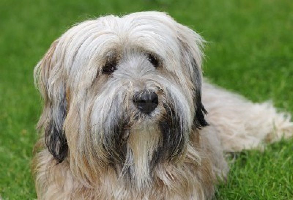 Тибетский терьер