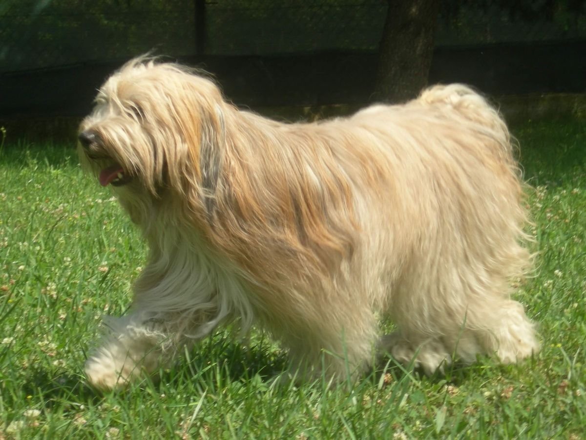 Карликовый тибетский терьер