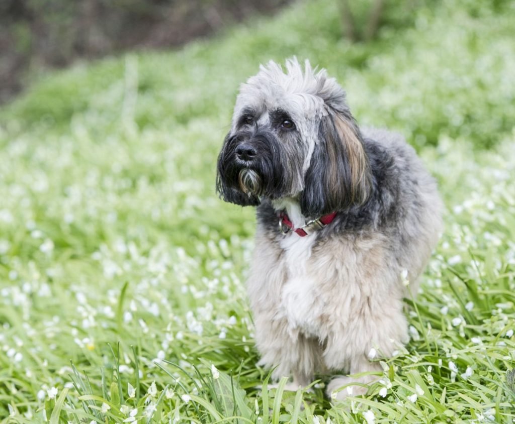 Терьер тибетский большой