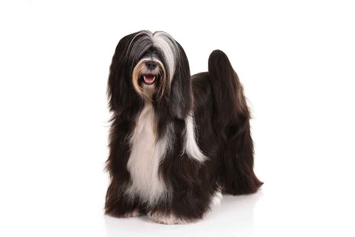 Тибетский терьер ирландский терьер