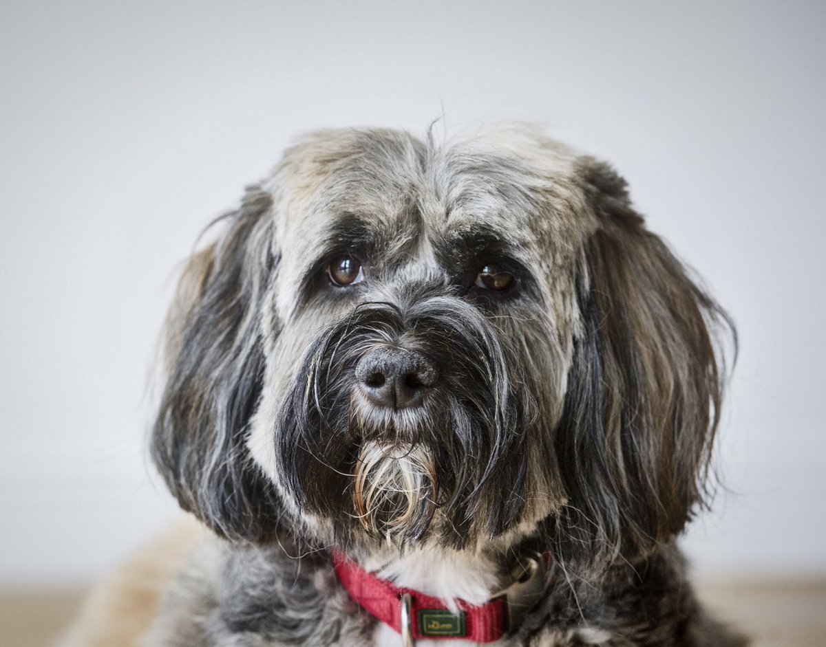 Тибетский терьер Портос