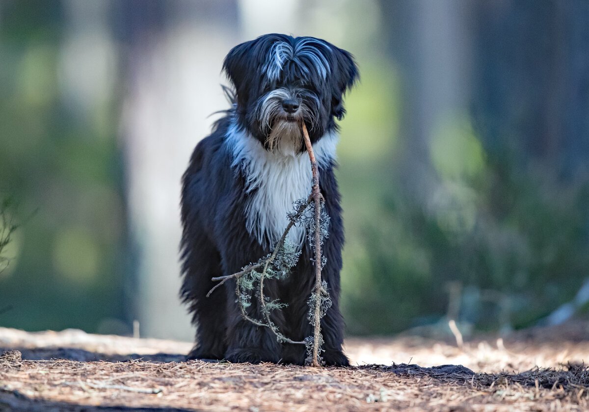 Тибетский терьер