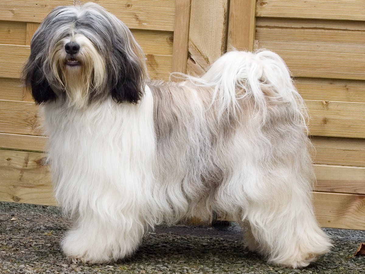 Тибетский терьертерьер