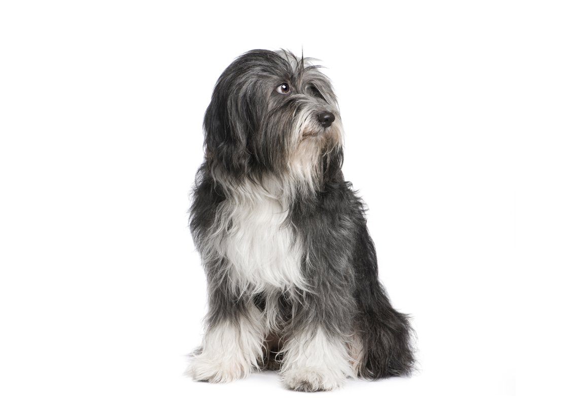 Тибетский терьер черный