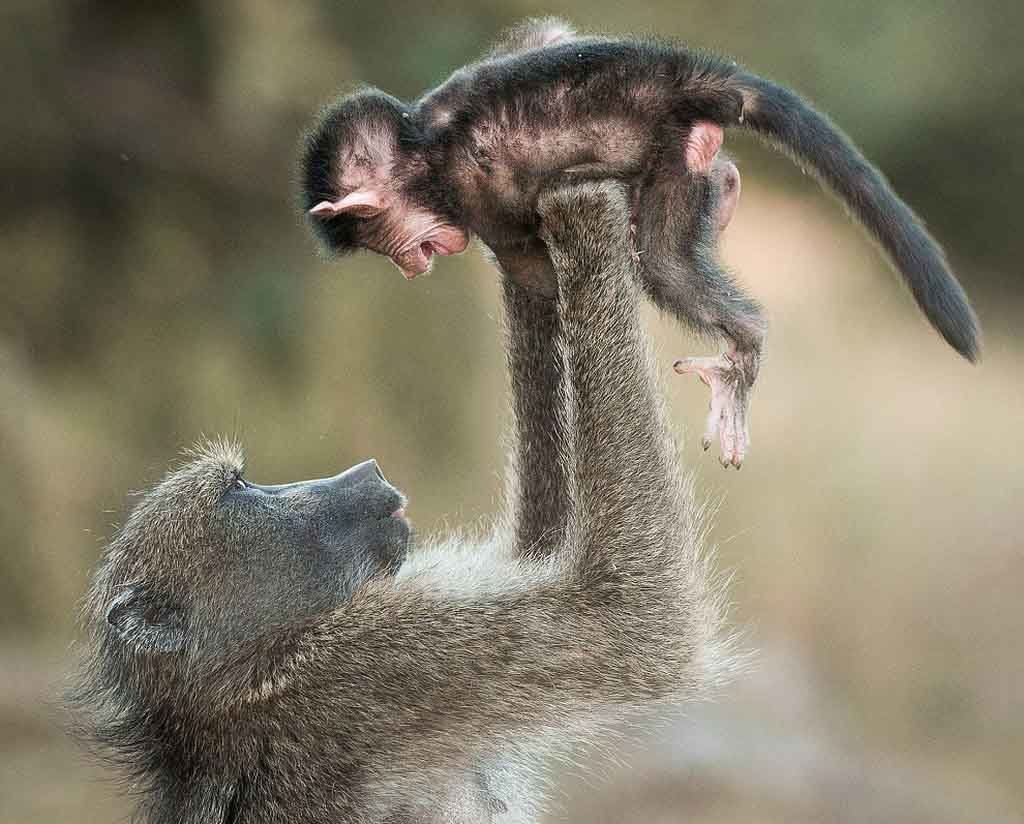 Животные забавные моменты