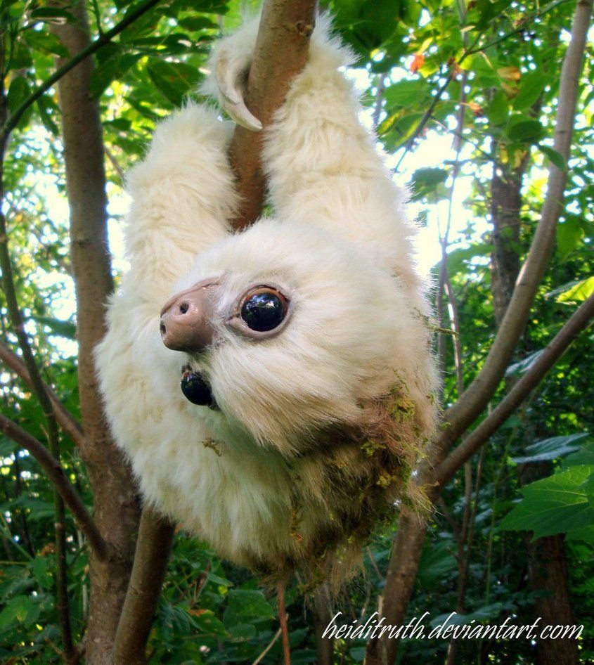 Животное похожее на ленивца