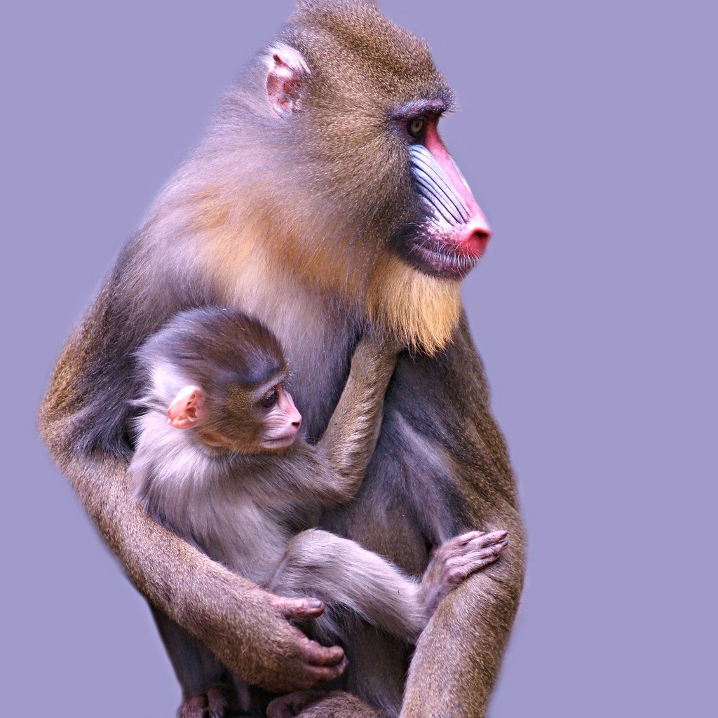 Сельва саймири