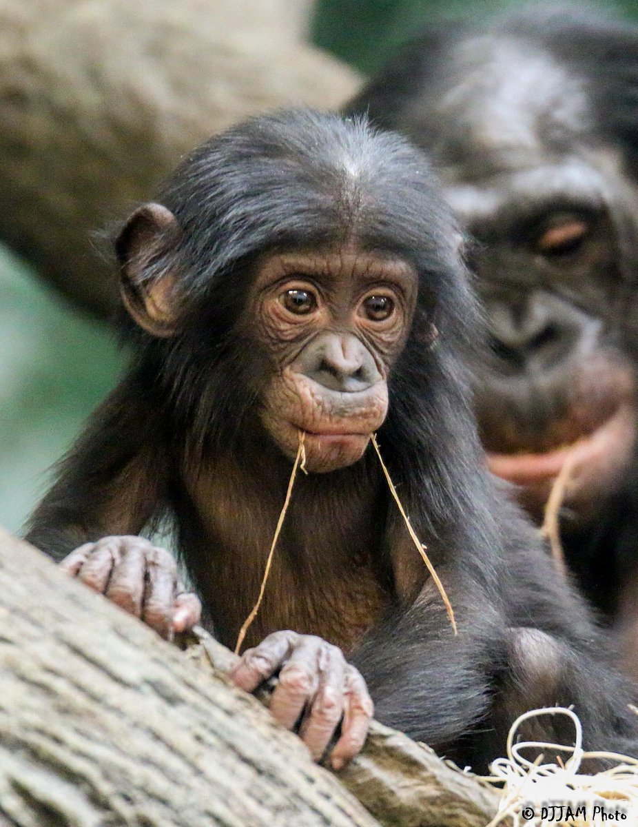 Животные обезьяна