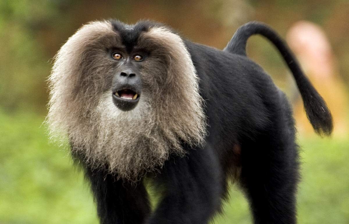 Львинохвостый макак