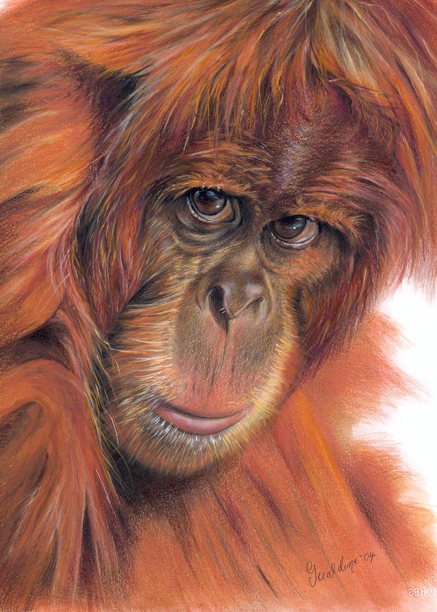 Средняя обезьянка