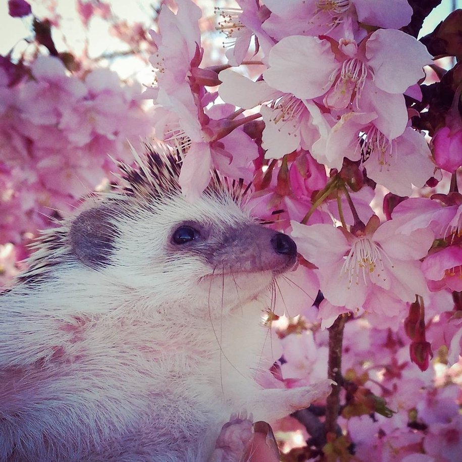 Цветочная рамка с птичками