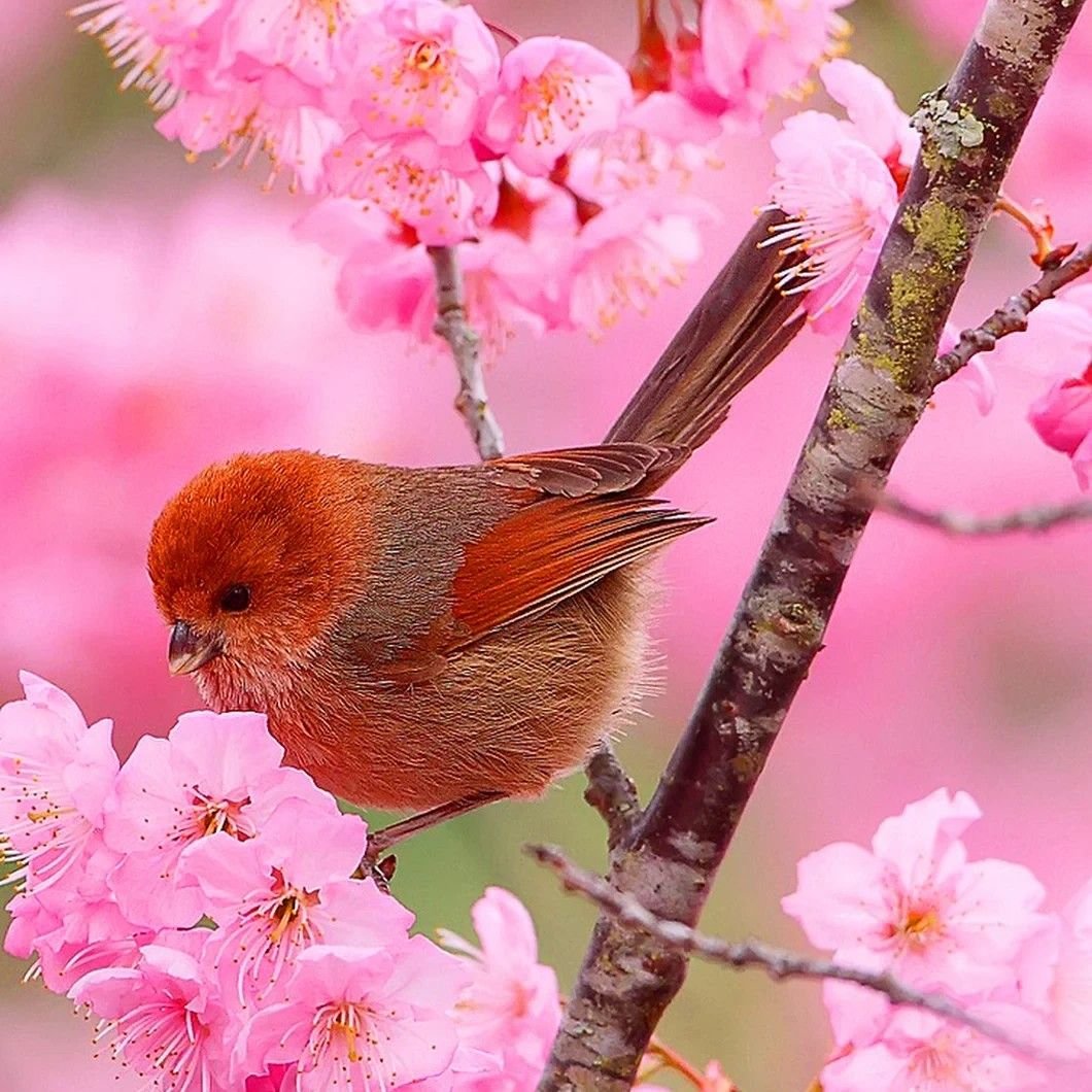 Розовая Весна