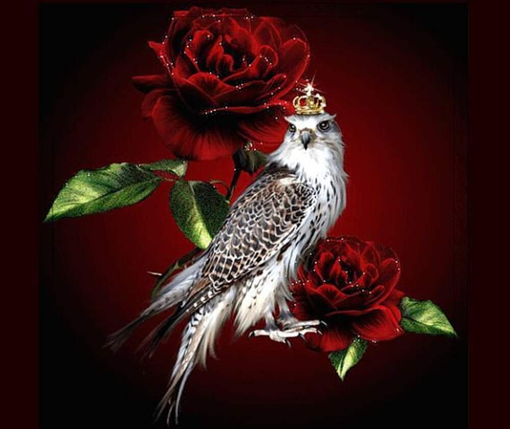 Гибискус и Колибри